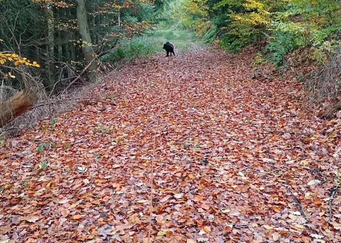 Zum Maerchenwald * ברגפרהייט